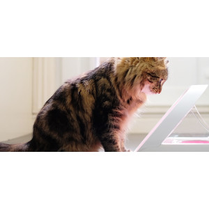 SureFeed Microchip Pet Feeder Connect – With or Without Hub